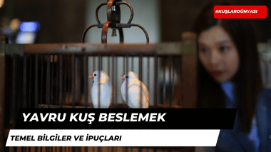 Yavru Kuş Beslemek: Temel Bilgiler ve İpuçları