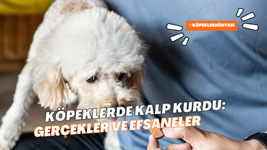 Köpeklerde Kalp Kurdu: Gerçekler ve Efsaneler