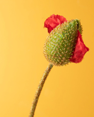 Wild Flower Tek Dal Yapay Çiçek Kırmızı