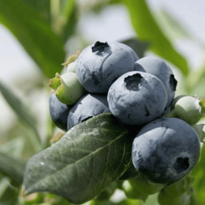 Premium Crispy Yaban Mersini (Blueberry)