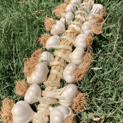 Coğrafi İşaretli Organik Taşköprü Sarımsak