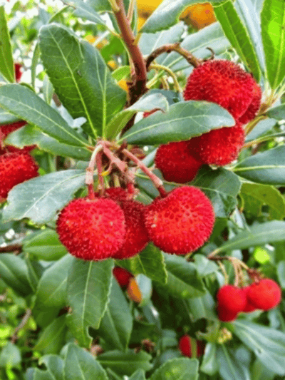 Dağ Çileği - Kocayemiş