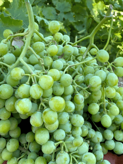 Doğal Koruk Üzümü 1kg