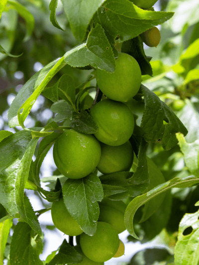 Erik (Ağustos Papazı)