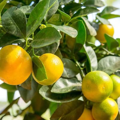 Gümüldür Mandalina (Okitsu)