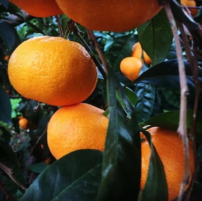 Gümüldür Satsuma Mandalina