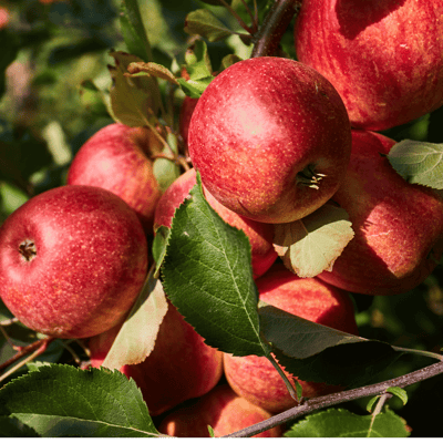 Kırmızı Elma Organik Sertifikalı 1 kg