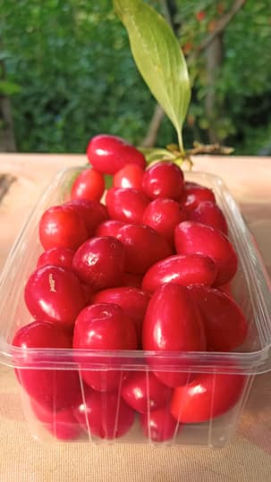 Kızılcık Yalova Mahsülü