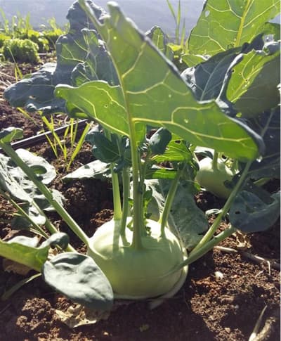 Organik Alabaş (Adet)