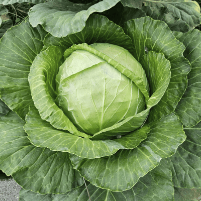 Organik Beyaz Lahana ( Adet / Ort 3-3.5 kg) )