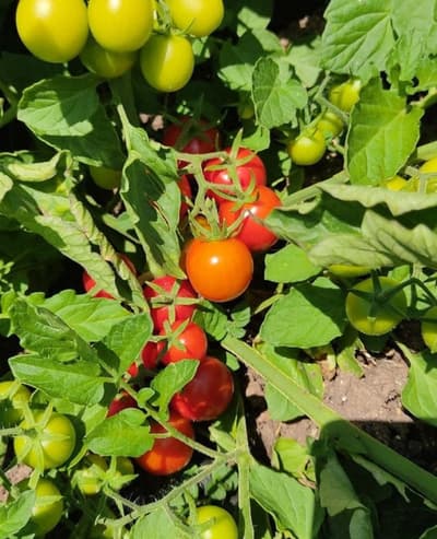 Organik Çeri Domates