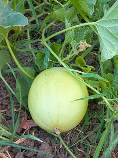 Organik Kavun 1.5-2 kg