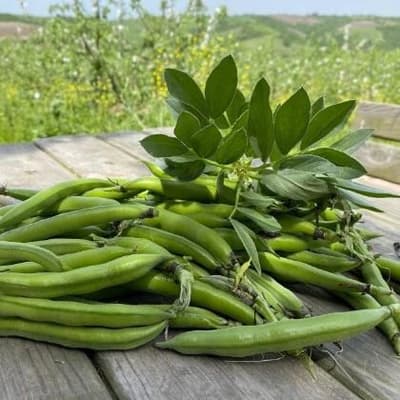 Organik Taze Bakla (500gr)