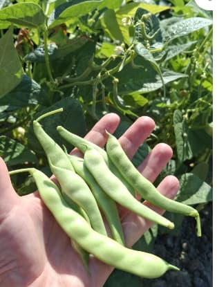 Organik Taze Fasülye 1 Kg