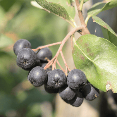 Taze Aronya (Coğrafi İşaretli)