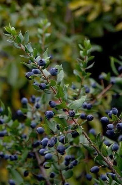 Taze Murt Meyvesi ( siyah )