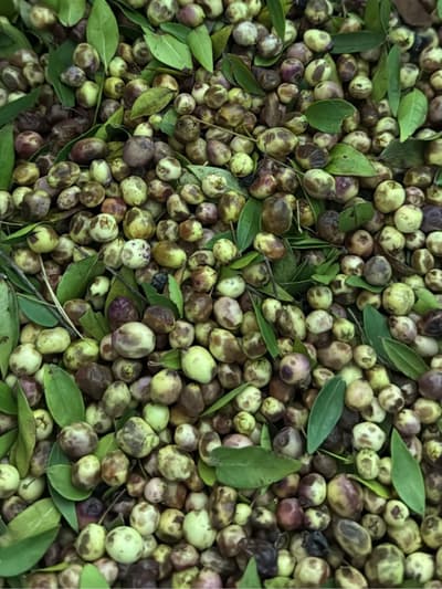 Taze Murt Meyvesi ( beyaz )