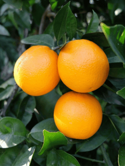 Valencia Portakal 1kg