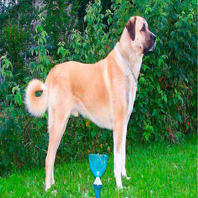 Kangal Köpeği