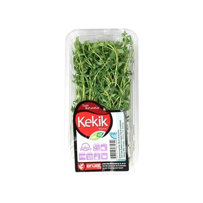 Taze Kekik