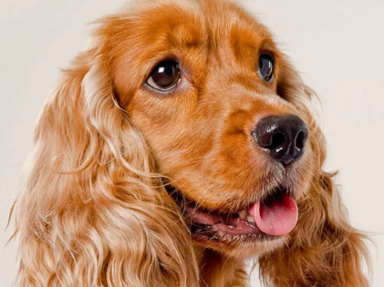 Cocker Spaniel Özellikleri