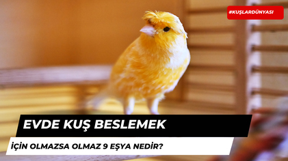 Evde Kuş Beslemek İçin Gerekli Olan 9 Eşya Nedir?