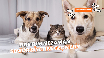 Dostumu Ne Zaman Senior Diyetine Geçirmeliyim?