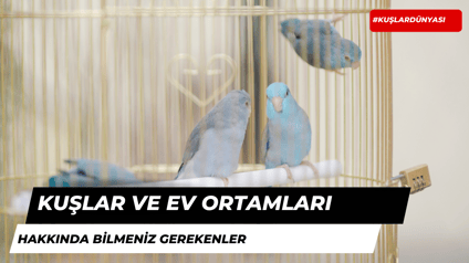 Kuşlar ve Ev Ortamı Hakkında Bilmeniz Gerekenler!