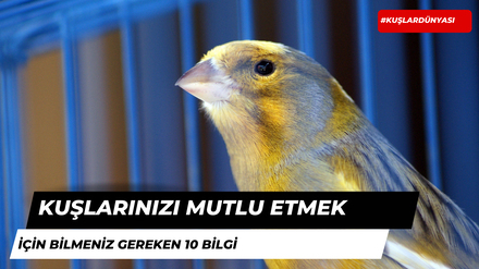 Kuşlarınızı Mutlu Etmek İçin Bilmeniz Gereken 10 Bilgi