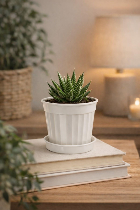 Serinova S203 Klasik Salon Küçük Saksı No:3 0,7Litre | ID4738