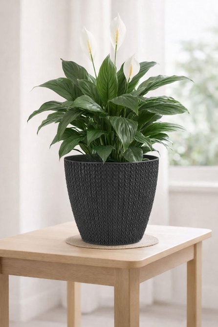 Serinova SML4 Sümela Saksı No:4 5 Litre | ID5537