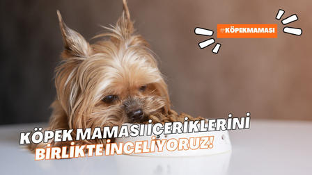 İnceleme: Köpek Mamasının İçeriğinde Neler Bulunur?