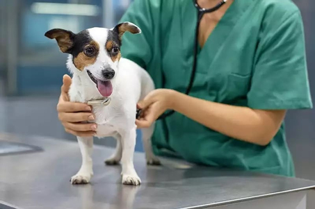 Bayındır Veteriner Klinikleri