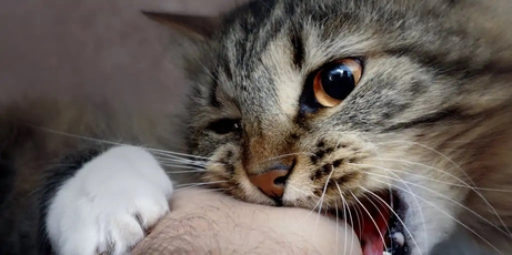 KEDİLER KUDUZ OLUR MU?