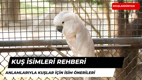 Kuşlarınıza Verebileceğiniz 30 Özel İsim Fikri ve Anlamları