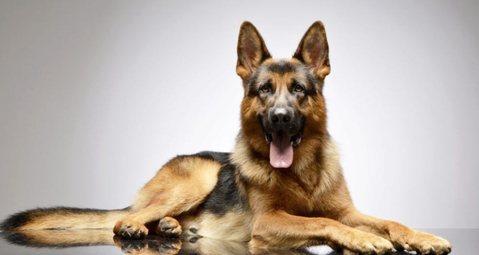 German Shepherd  Özellikleri