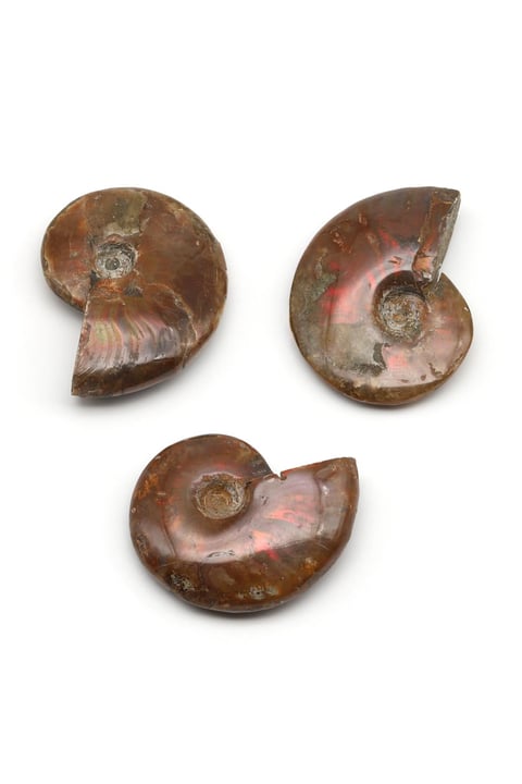 Ammonite Fosil Parça - 28 Gr.