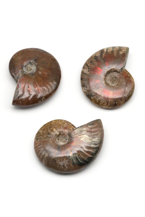 Ammonite Fosil Parça - 67 Gr.