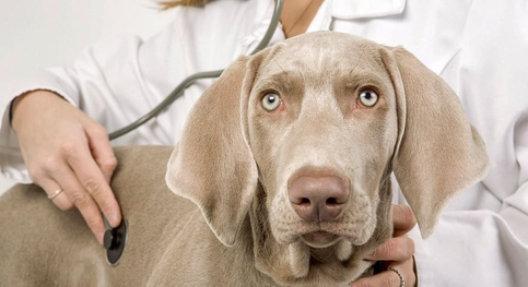 Köpek hakkında