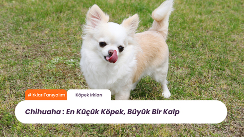 Chihuahua Cinsi: Dünyanın En Küçük Köpeği, Büyük Bir Kalp