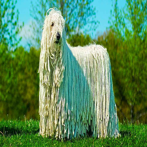 Komondor Köpeği