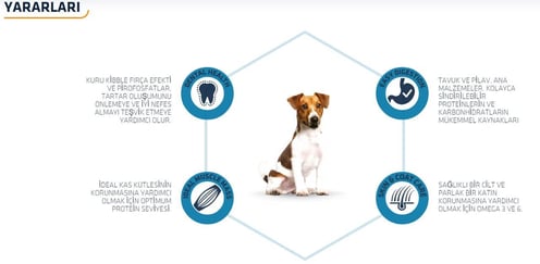 Advance Adult Mini Tavuklu Küçük Irk Yetişkin Köpek Maması