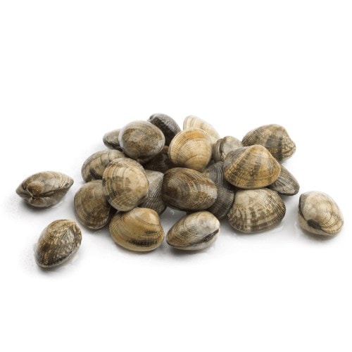 Vongole (500 gr) Balık Ye