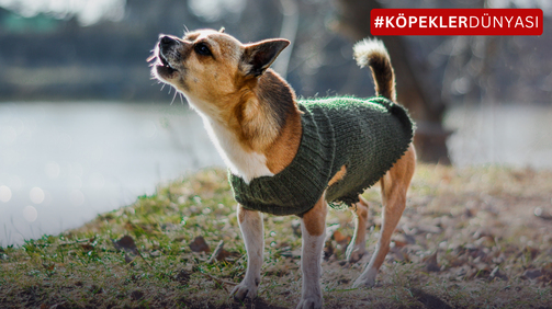 En Çok Havlayan Köpek Cinsleri: Sessiz Bir Ev İçin Uygun Mu?