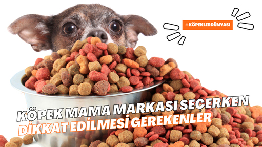 Köpek Maması Markasını Seçerken Dikkat Edilmesi Gerekenler