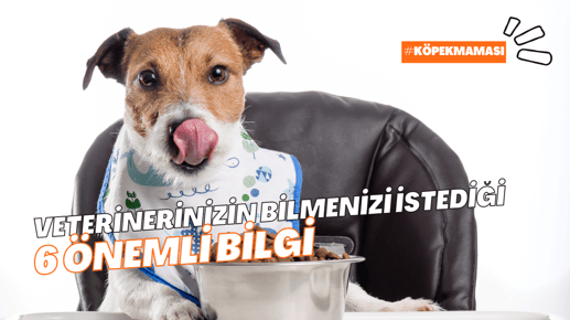 Veterinerinizin Köpek Maması Hakkında Bilmenizi İstediği 6 Şey