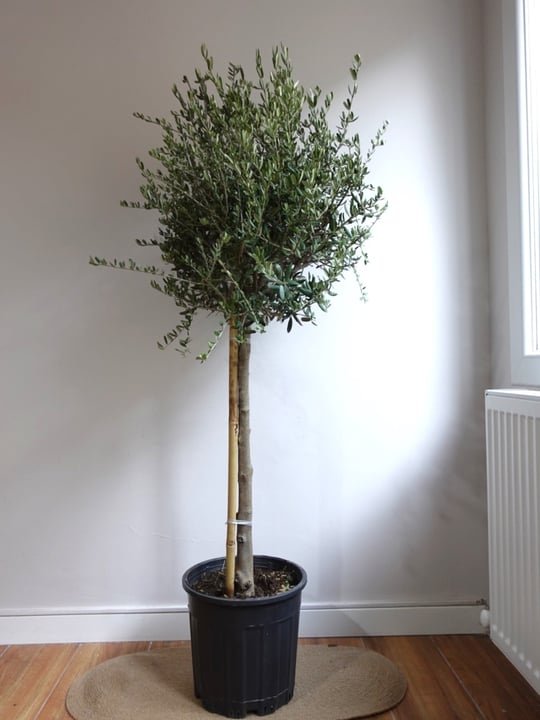 Bonsai Türleri