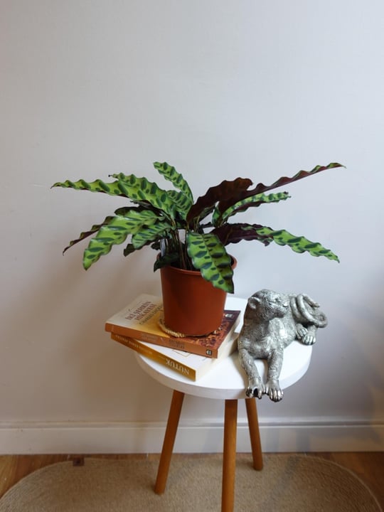 Calathea Dua iei Trleri ve Fiyatlar 2026 | NadirKakts