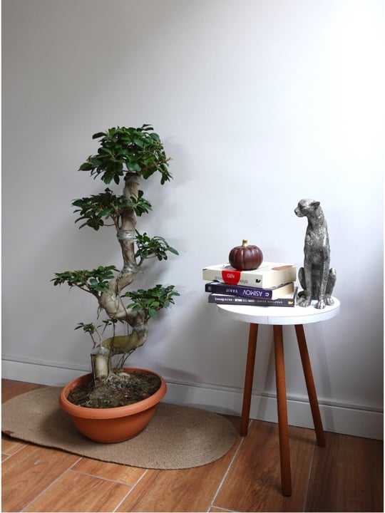 Bonsai Türleri