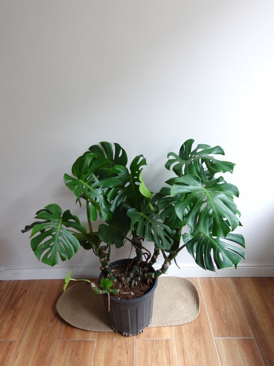 Deve Taban Bitkisi | Canl Monstera eitleri